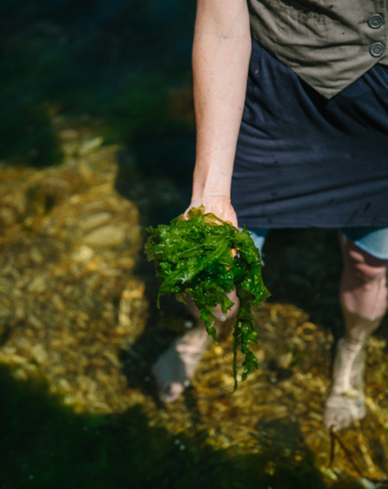 hand holding seaweed