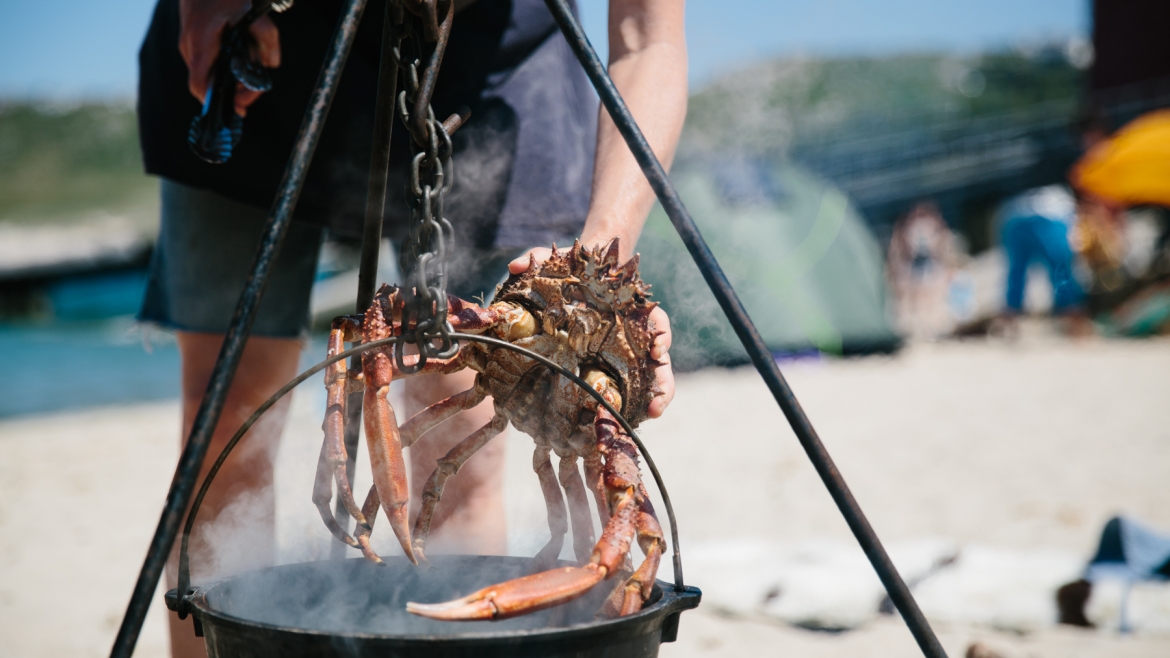 crab foraging cornwall